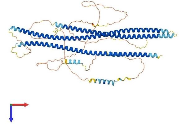 Shootin-1 (SHTN1) (AA 1-631) protein (His tag)