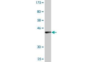 Western Blot detection against Immunogen (36. (UVRAG Antikörper  (AA 601-699))