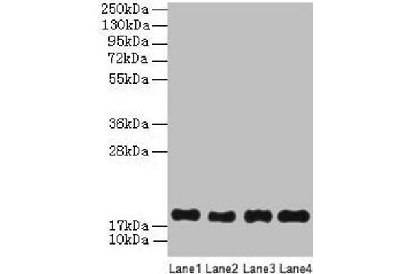 PPIAL4G Antikörper  (AA 1-164)