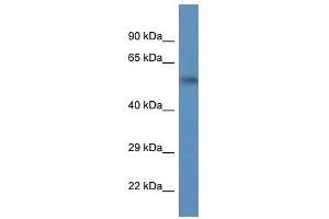 Western Blot showing Psmc1 antibody used at a concentration of 1.