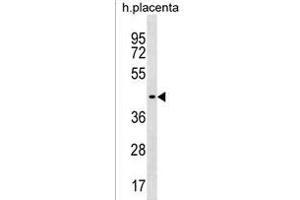ZN Antibody (C-term) (ABIN1537259 and ABIN2838224) western blot analysis in human placenta tissue lysates (35 μg/lane). (ZNF662 Antikörper  (C-Term))
