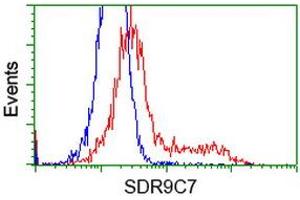 HEK293T cells transfected with either RC210941 overexpress plasmid (Red) or empty vector control plasmid (Blue) were immunostained by anti-SDR9C7 antibody (ABIN2453633), and then analyzed by flow cytometry. (SDR9C7 Antikörper)