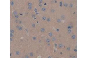 IHC-P analysis of Mouse Tissue, with DAB staining. (SLIT2 Antikörper  (AA 31-197))