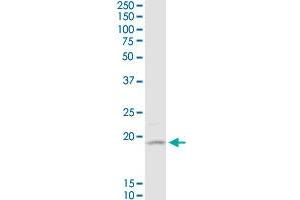 Western Blotting (WB) image for anti-Neuron-Specific Protein Family Member 1 (D4S234E) (AA 1-185) antibody (ABIN565314)