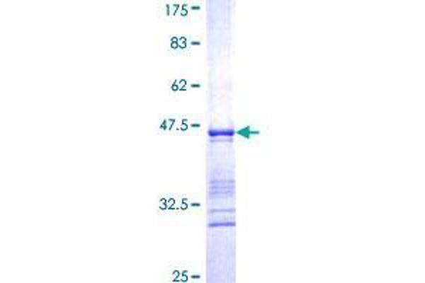 CLIC4 Protein (AA 91-190) (GST tag)