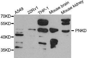 Western blot analysis of extracts of various cell lines, using PNKD antibody. (PNKD Antikörper)