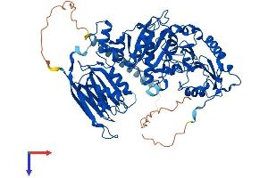 POMGNT1 Protein (AA 1-660) (His tag)