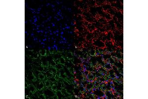 Immunohistochemistry analysis using Rabbit Anti-ENaC Polyclonal Antibody (ABIN2486344).