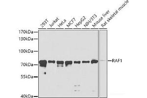 Western blot analysis of extracts of various cell lines using RAF1 Polyclonal Antibody at dilution of 1:1000. (RAF1 Antikörper)