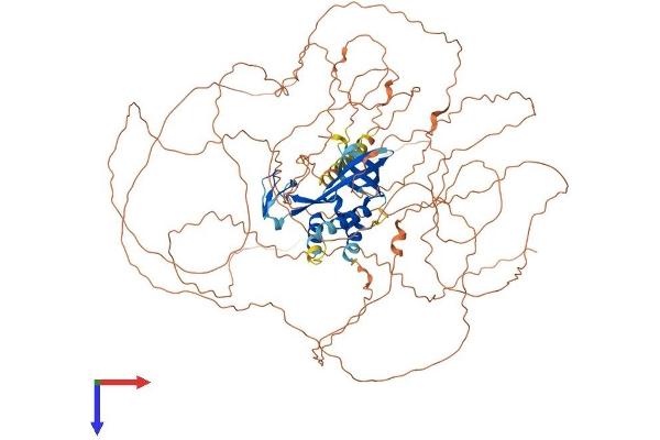 C11orf82 Protein (AA 1-898) (His tag)