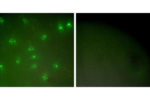 Peptide - +Immunofluorescence analysis of COS7 cells, using Cyclin A antibody (#C0165). (Cyclin A Antikörper)