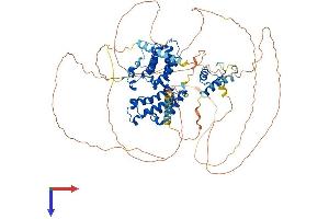 BRD2 Protein (AA 1-801) (His tag)