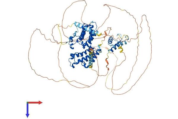 BRD2 Protein (AA 1-801) (His tag)