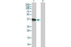 Western Blot analysis of DPPA4 expression in transfected 293T cell line by DPPA4 MaxPab polyclonal antibody. (DPPA4 Antikörper  (AA 1-294))