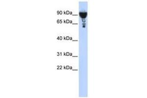 Image no. 1 for anti-Exocyst Complex Component 3 (EXOC3) (AA 252-301) antibody (ABIN6741129) (EXOC3 Antikörper  (AA 252-301))