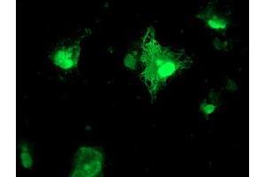 Anti-FXN mouse monoclonal antibody (ABIN2455527) immunofluorescent staining of COS7 cells transiently transfected by pCMV6-ENTRY FXN (RC204880). (Frataxin Antikörper)