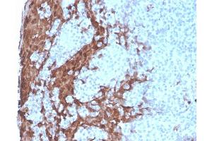 Formalin-fixed, paraffin-embedded human Tonsil stained with G-CSF Recombinant Mouse Monoclonal Antibody (rCSF3/900). (Rekombinanter G-CSF Antikörper)