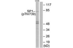 Western blot analysis of extracts from COS7 cells treated with serum 20% 15', using SP1 (Phospho-Thr739) Antibody. (SP1 Antikörper  (pThr739))