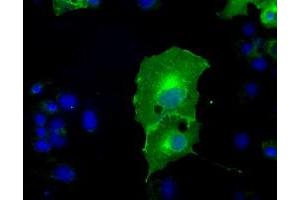 Anti-L1CAM mouse monoclonal antibody (ABIN2453214) immunofluorescent staining of COS7 cells transiently transfected by pCMV6-ENTRY L1CAM (RC211601). (L1CAM Antikörper)