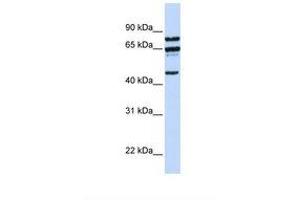 Image no. 1 for anti-Protein Phosphatase 4, Regulatory Subunit 2 (PPP4R2) (AA 288-337) antibody (ABIN6738043) (PPP4R2 Antikörper  (AA 288-337))