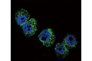 Immunofluorescence (IF) image for anti-Dopamine beta-Hydroxylase (Dopamine beta-Monooxygenase) (DBH) (AA 27-56) antibody (ABIN3030763)