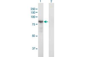 Western Blot analysis of DTNA expression in transfected 293T cell line by DTNA MaxPab polyclonal antibody. (DTNA Antikörper  (AA 1-686))