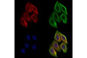 ABIN6266376 and ABIN6277340 staining Hela cells by IF/ICC.