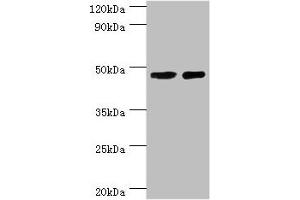 Western blot All lanes: SMAD3 antibody at 8 μg/mL Lane 1: Jurkat whole cell lysate Lane 2: A431 whole cell lysate Secondary Goat polyclonal to rabbit IgG at 1/10000 dilution Predicted band size: 49, 44, 36, 26 kDa Observed band size: 49 kDa (SMAD3 Antikörper  (AA 1-230))