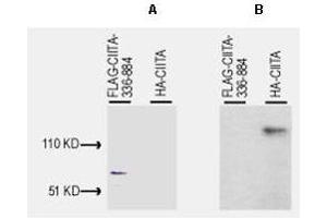 Western blot of Anti-CIITA  antibody, generated by immunization with bacterially produced FLAG-CIITA aa 1-333, was tested by western blot against lysates of Cos-7 cells after transient transfection, separately, with pcDNA3-FLAG-CIITA-336-884 and pcDNA3-HA-CIITA.