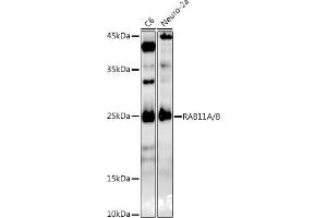 Western blot analysis of extracts of various cell lines, using RA/B antibody (ABIN7269790) at 1:1000 dilution. (RAB11A Antikörper)