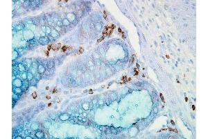 Immunohistochemistry analysis using Mouse Anti-Hsp90 alpha Monoclonal Antibody, Clone K41009 . (HSP90AA2 Antikörper  (AA 604-731) (Atto 594))