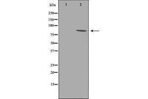 Western blot analysis of B-RAF phosphorylation expression in whole cell lysates,The lane on the left is treated with the antigen-specific peptide. (BRAF Antikörper  (pThr599))
