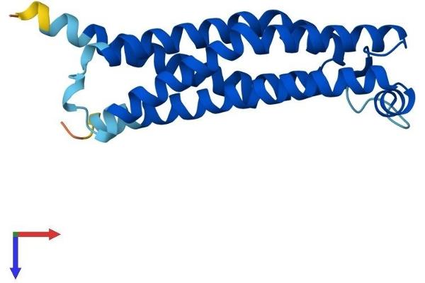 TMEM205 Protein (AA 1-189) (His tag)
