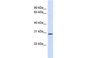 Image no. 1 for anti-Fibroblast Growth Factor 14 (FGF14) (AA 151-200) antibody (ABIN6746391)