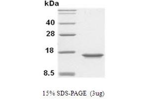 SDS-PAGE (SDS) image for Macrophage Migration Inhibitory Factor (Glycosylation-Inhibiting Factor) (MIF) (AA 1-115) protein (His tag) (ABIN666683)