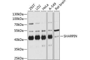 Western blot analysis of extracts of various cell lines, using SHARPIN antibody (ABIN6133099, ABIN6147733, ABIN6147735 and ABIN6215847) at 1:3000 dilution. (SHARPIN Antikörper  (AA 1-170))