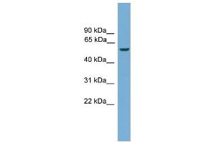 WB Suggested Anti-Ecsit Antibody Titration:  0. (ECSIT Antikörper  (N-Term))
