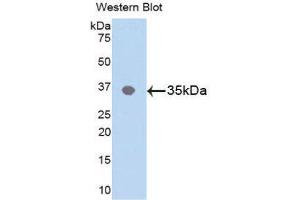 Western Blotting (WB) image for anti-C-Jun N-Terminal Kinases (AA 145-419) antibody (ABIN1859756) (C-Jun N-Terminal Kinases (AA 145-419) Antikörper)