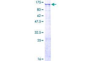 CHPF2 Protein (AA 1-772) (GST tag)