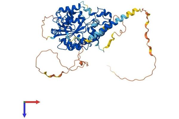 CHST2 Protein (AA 1-530) (His tag)