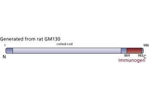 Image no. 3 for anti-Golgin A2 (GOLGA2) (AA 869-982) antibody (ABIN968197) (Golgin A2 (GOLGA2) (AA 869-982) Antikörper)