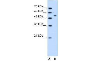 Perilipin antibody used at 1. (PLIN1 Antikörper  (N-Term))