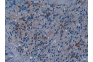 DAB staining on IHC-P; Samples: Mouse Pancreas Tissue (DISC1 Antikörper  (AA 151-330))