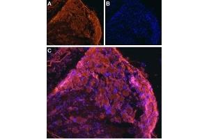Immunohistochemistry (IHC) image for anti-Solute Carrier Family 29 (Nucleoside Transporters), Member 1 (SLC29A1) (AA 245-260) antibody (ABIN7043710)