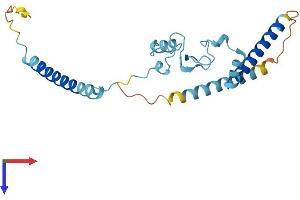 RP9 Protein (AA 1-221) (His tag)