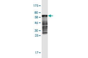 Western Blot detection against Immunogen (60. (CDX2 Antikörper  (AA 1-313))