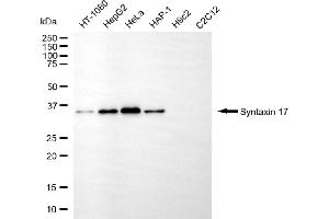 Western blotting analysis using syntaxin 17 antibody (ABIN7800493).