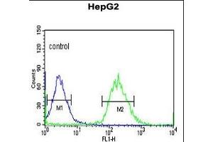 YMEL1 Antibody (N-term) (ABIN651076 and ABIN2840062) flow cytometric analysis of HepG2 cells (right histogram) compared to a negative control cell (left histogram). (YME1L1 Antikörper  (N-Term))