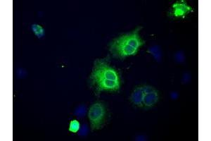 Immunofluorescence (IF) image for anti-Atrial Natriuretic Peptide Receptor 3 (NPR3) antibody (ABIN1499807)