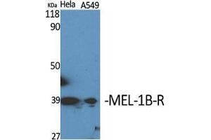 Western Blot (WB) analysis of specific cells using MEL-1B-R Polyclonal Antibody. (Melatonin Receptor 1B Antikörper  (C-Term))